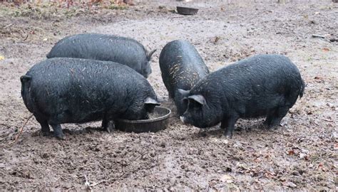 Raising American Guinea Hogs With Cathy Payne Melissa K Norris