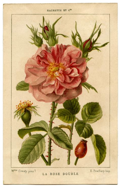 Vintage Image Pink French Rose The Graphics Fairy