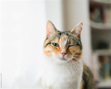 Blinking Cat Looks At The Camera By Stocksy Contributor Laura Stolfi