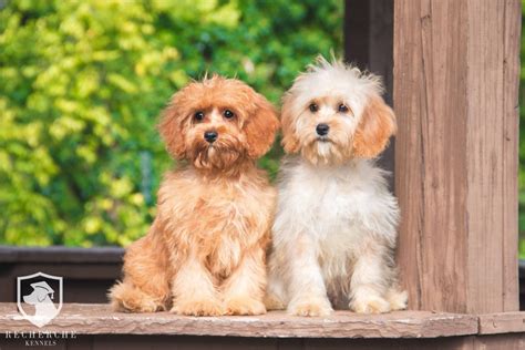 The Cavapoo Cavalier King Charles Spaniel And Poodle Mix