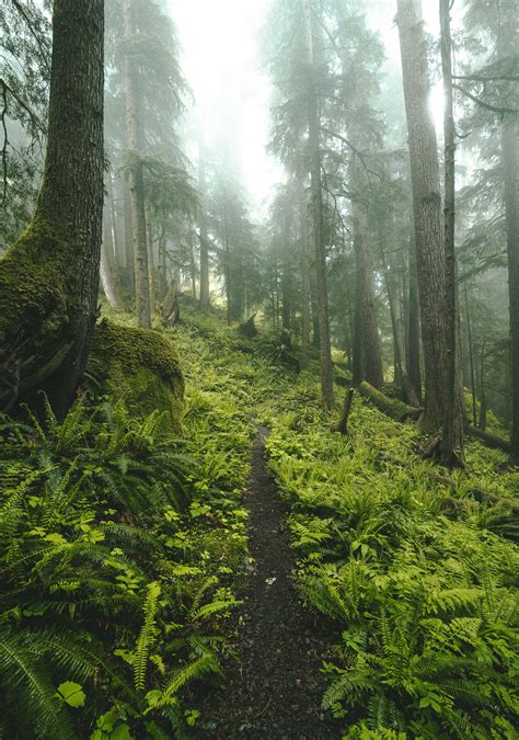 Intense Greens Of The Hoh River Rain Forest In Olympic Np Wa Oc