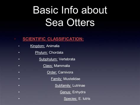 Sea Otters: Characteristics, types, habitas and more