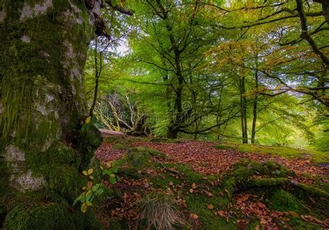 Fairy Tale Forest In Scottish Highlands Stock Image Image Of