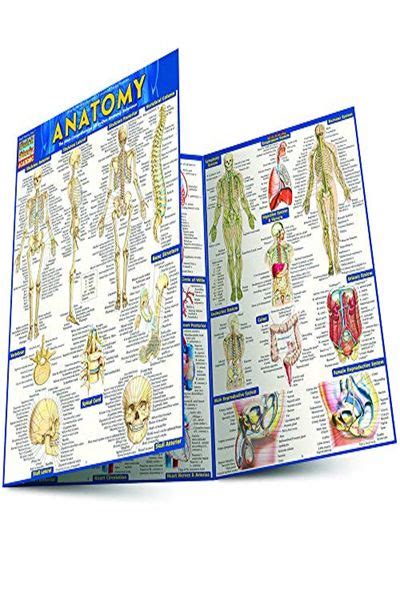 Anatomy Quickstudy Academic By Inc Barcharts Quickstudy Anatomy