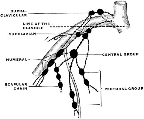 Human Anatomy Axillary Lymph Nodes