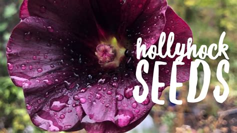 Saving Hollyhock Seeds On How To Grow A Garden With Scarlett Youtube