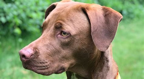 Pitbull Labrador Retriever Mix Aka Labrabull Ou Pitador Raça Info
