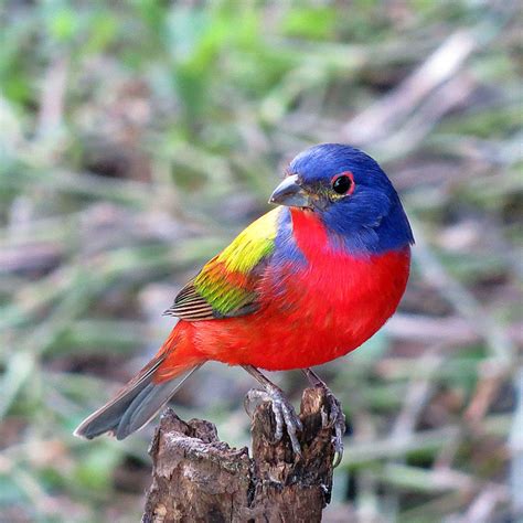 10 Most Colourful Songbirds In The World And Their Songs Owlcation