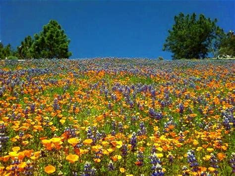 101 Best Images About Wildflowers On Pinterest Yellow Wildflowers