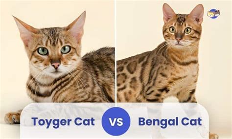 Toyger Vs Bengal Cat The Key Differences