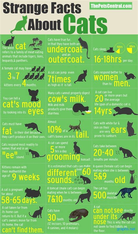 Facts About Cat Behavior Infographic Infographics