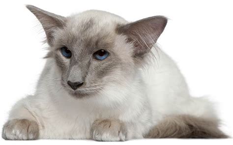 Balinese Cat For Sale Nc Bali Gates Of Heaven