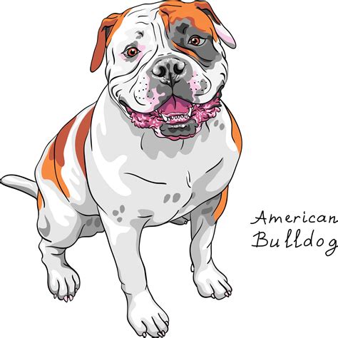 American Bully Caractère Alimentation Soins