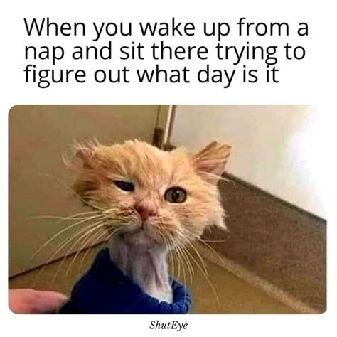 30 Funny Waking Up Memes That Brighten Your Day Shuteye