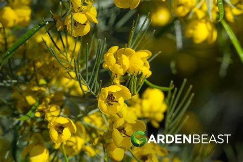 Feathery Cassia Guide How To Grow And Care For “senna Artemisioides”