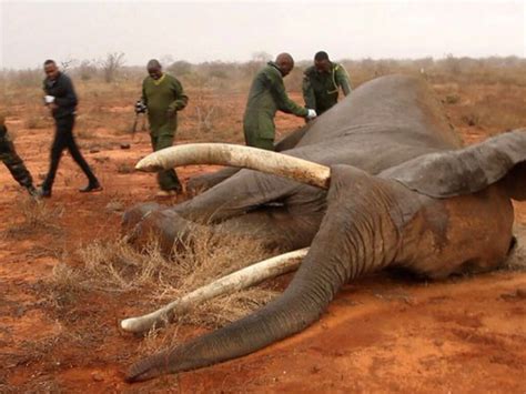 Elephant Poaching By Clayton Waldridge