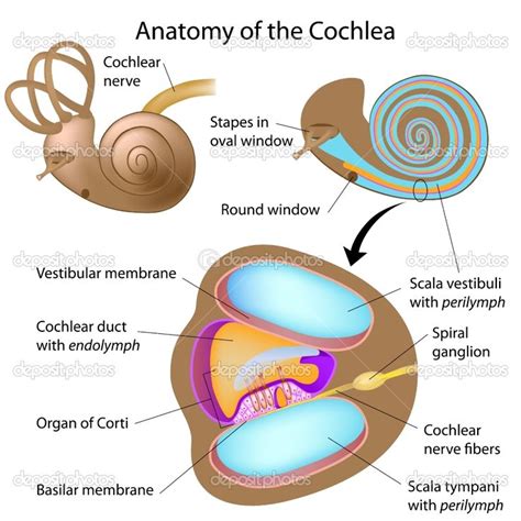 Cochlea Anatomy Anatomy Ear Anatomy Inner Ear Anatomy
