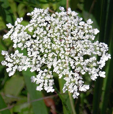 QUEEN ANNE LACE White Daucus Carota Bishops Flower Wild Carrot