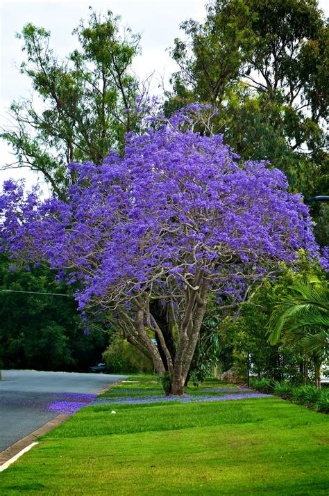Purple Flowers That Grow On Trees Flowering Tree Tulip Tree Anne
