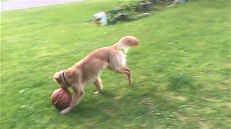 Dog Playing Basketball Youtube