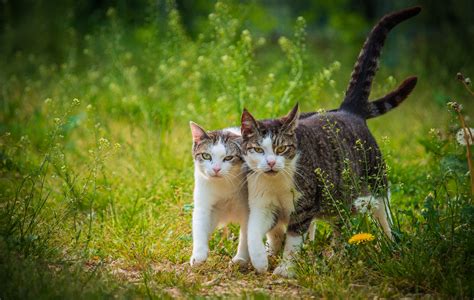1920x1080 Resolution Selective Focus Photography Of Two Cats On Grass