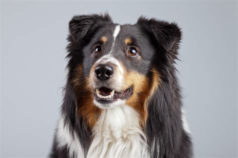 Nothe natural life span of the border collie is between 10 and 14 years, with an average lifespan of 12 years. Border Collie Dog Breed Information, Buying Advice, Photos ...