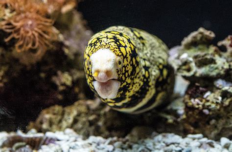 These fish have double jaws featuring a collection of sharp teeth. Snowflake Moray Eel Photograph by William Bitman