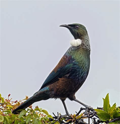 Tui New Zealand Birds Online