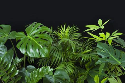 Green Leaves Of Tropical Forest Plants On Black Background Stock Image