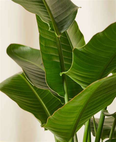 Buy Potted Bird of Paradise Indoor Plant | Bloomscape | Paradise plant