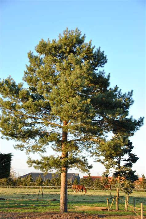Pinus Sylvestris Pin Sylvestre Van Den Berk Pépinières