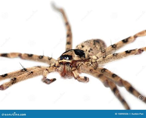 Spider Close Up Stock Photo Image Of Color Arachnoid 10890506