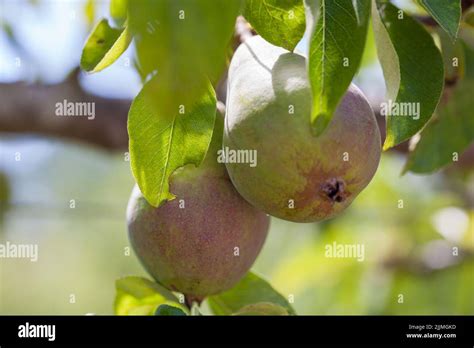 Fresh Pear Variety Doyenné Du Comice Pears Growing On A Sunlit Tree