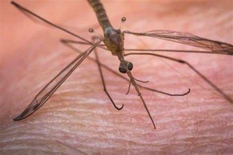 Swollen Mosquito Bites What You Need To Know Pestseek