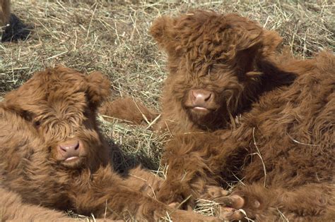 We did not find results for: more of our babies :-) | Scottish highland cow, Highland ...