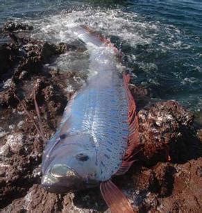 See more of 台灣地震預測研究所 on facebook. 皇带鱼能够预言地震吗?