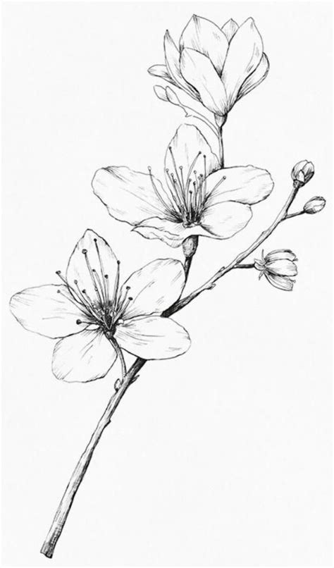 48 Flower Pencil Drawing Ideas In 2020 Pencil Drawings Of Flowers