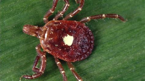 Rare Lone Star Tick Comes To Wisconsin