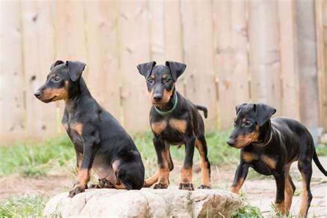Manchester Terrier Puppies Moonshadows Kennel
