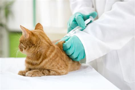 Each formula contains herbal extracts and natural. Vaccinaties voor katten | Gezondheidszorg | Katten | Gids ...