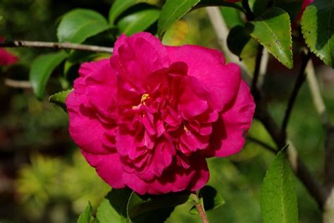 Camellia Sasanqua Alabama Beauty Camellia Flowers Japonica