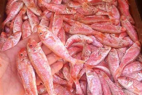 سعر السمك البورى فى مصر
