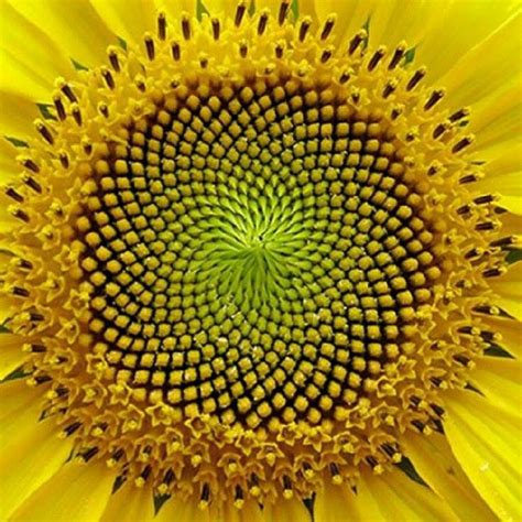 Sacred Geometry Spirals In Nature Fractals In Nature Geometry In Nature