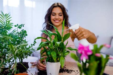 How To Properly Water Your Plants In The Spring Instructions And Tips