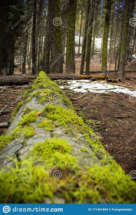 Moss Covered Fallen Tree Trunk Lying In A Forest Stock Photo Image Of