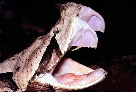 The Gaboon Viper Aka The Snake With The Longest Fangs 2 Inches R