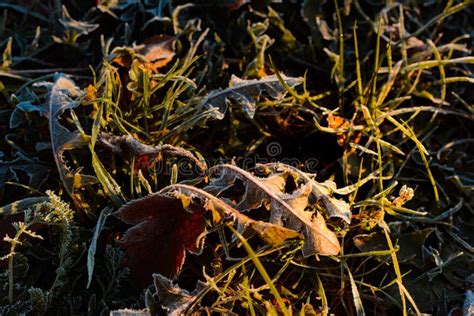 Frozen Dry Leaves On The Ground Autumn Colorful Leaves With Sunlight