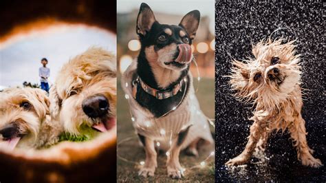 Place the object in front of the sun and see what patterns it creates. See These 6 Dog Photoshoot Ideas and Tips for Better Pictures