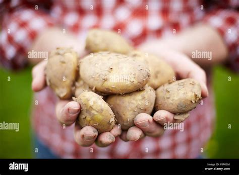 Man Holding Freshly Picked Jersey Royal Potatoes Stock Photo Alamy