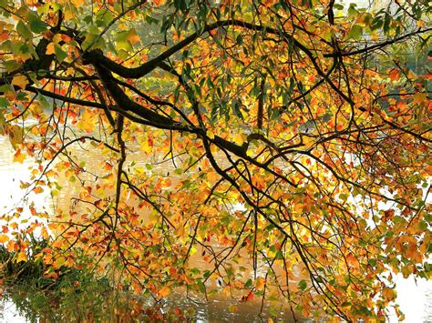 Wallpaper Tree Branches Autumn Hd Widescreen High Definition